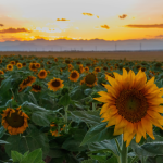 Rows of sunflowers, representing Kansas